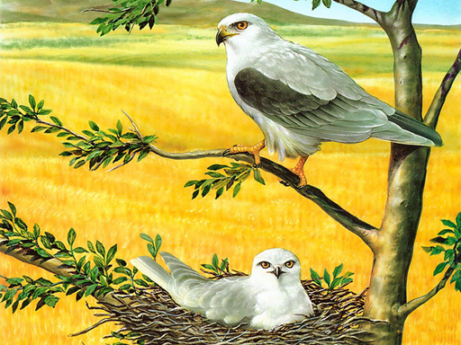 Birds of Prey Puzzle - free online Browser game