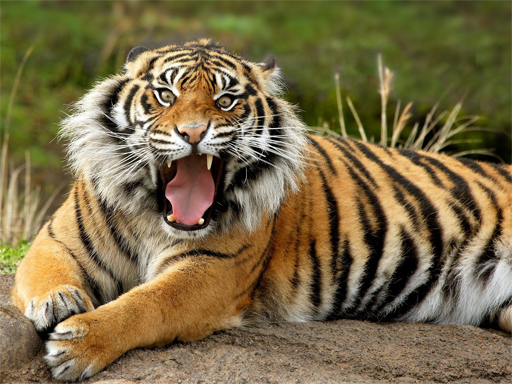 Animals Jigsaw Puzzle - Tiger - free online Browser game