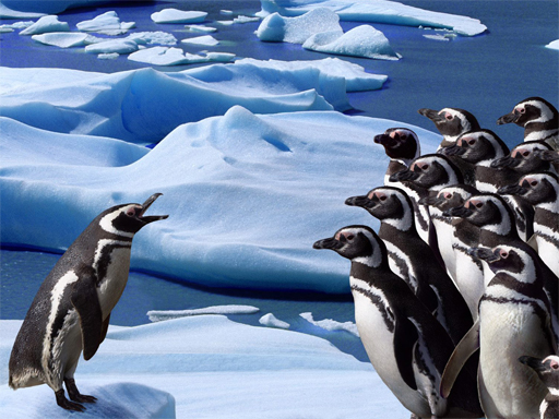 Penguins Slide - free online Browser game