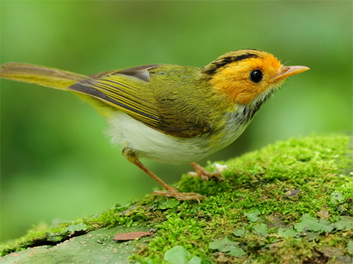 Birds Slide - free online Browser game