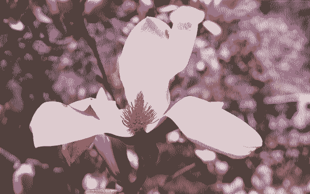 Missing the Magnolias Again by Gray Lo-Fi