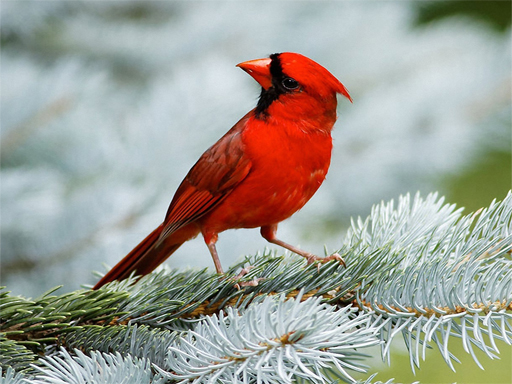 Birds Puzzle - free online Browser game